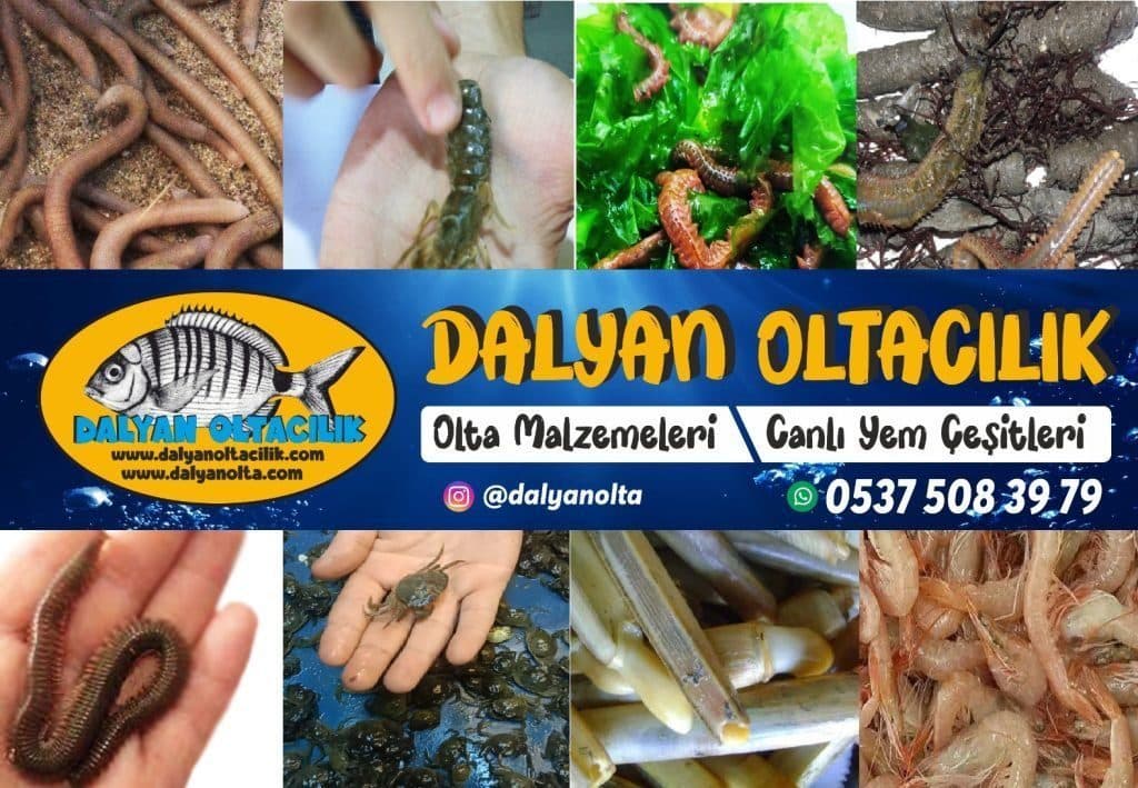 Dalyan Oltacılık | Canlı ve Şoklanmış Surf Casting Yem Çeşitleri
