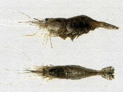 Bibi Serisi: Çipura ve Mırmır İçin Canlı Yem Rehberi
