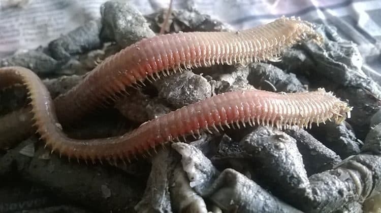 Lugworm Nedir? Cin Kurdu ve Türk Kurdu Olarak Bilinen Yem