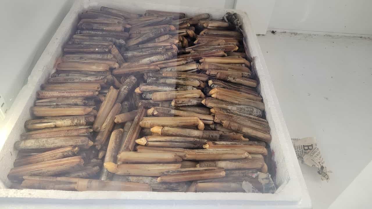 Sülünez Yemi Nedir? Marmara Levreklerinin Vazgeçilmez Yemi