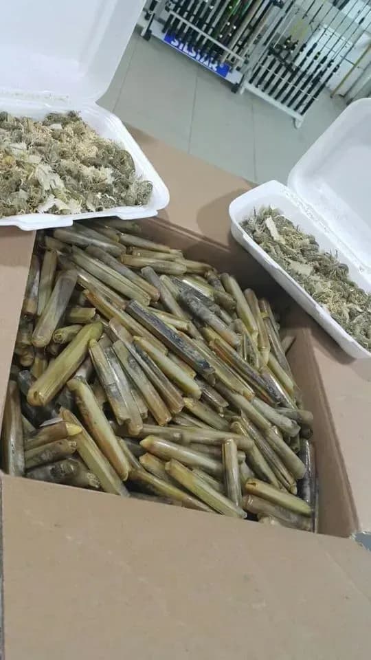 Canlı Sülünez Nedir? Taze ve Doğal Balık Yemi Hakkında Bilmeniz Gerekenler