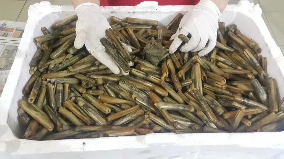 Dalyan Oltacılıkta Sülünez Kullanım