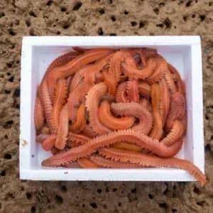 Lugworm mu Sülünez mi? Hangi Avda Hangisi Daha Etkili?