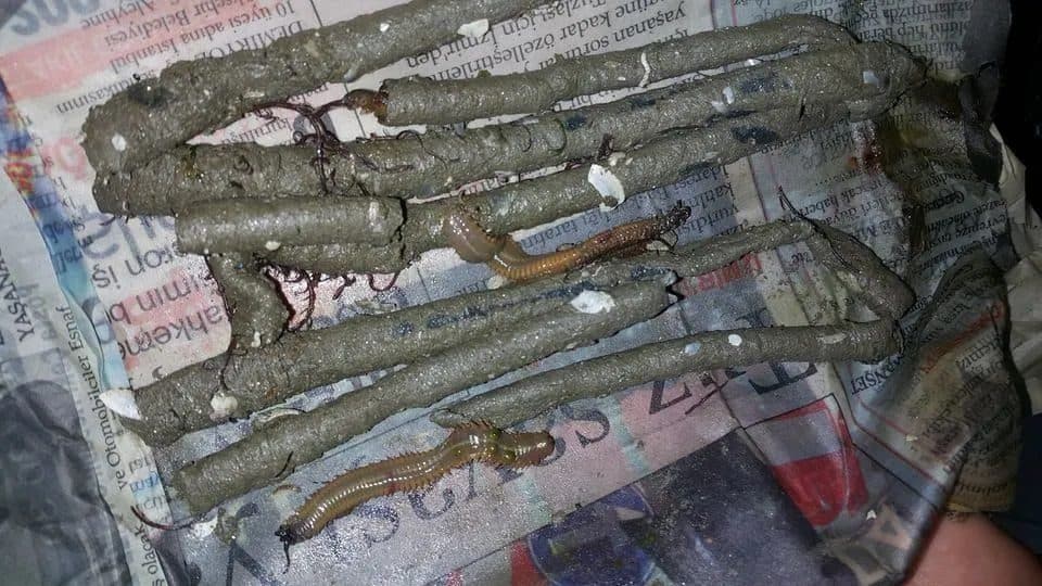 Canlı Kurt Çeşitleri: Kum Kurdu, Boru Kurdu ve Lugworm Rehberi