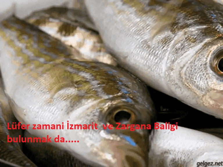 Sülünez ile Surf Casting Avı: Stratejiler ve İpuçları